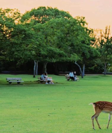 2D1N • Romantic Kansai Two Day Tour: Historic Temple Shrine Visit Experience + Downtown Osaka Hotel Stay + Yasaka Shrine Cultural Landmarks + USJ Theme Park Highlight