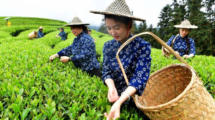 6-Day Wuyishan + Xiamen + Kulangsu + Zhangzhou+Nanjing Tulou Cluster
