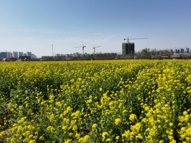 青岛西海岸生态观光园旅行图片 6
