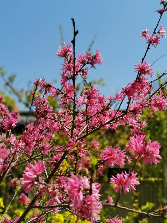上海南汇桃花村旅行图片 5