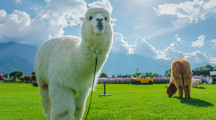 北京+承德+乌兰布统5日4晚私家团·『夏日预售·咨询客服下单立减100』2N连住草原特色「那达慕民俗&牧民人家·射箭·摔跤·蒙古马术+五彩山美景环线」白桦林童话驯鹿部落+专属营地·草原下午茶<避暑山庄·赠讲解+金山岭长城>