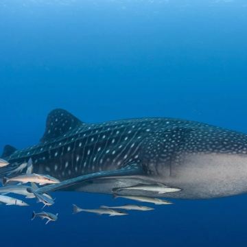 马尔代夫+马富施岛7日6晚自由行