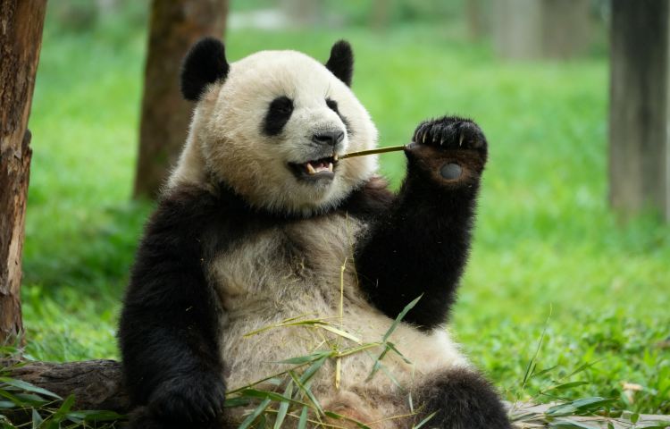 2-day 1-night · Group Tours · Chengdu Research Base of Giant Panda Breeding + Leshan Giant Buddha + Dujiangyan Scenic Area · No shopping. Visit four must-see highlights in two days at a relaxed pace. Enjoy the poetic night view in Dujiangyan and visit Mt. Qingcheng before it gets crowded. Stay in hand-picked hotel and dine in selected restaurants to ensure a pleasant trip. An English-speaking tour guide, sightseeing tickets, and a well-maintained vehicle are all included.