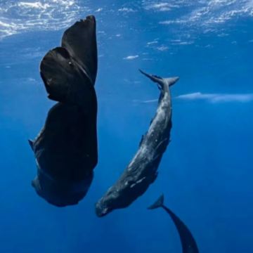 毛里求斯8日7晚私家团