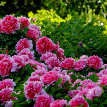 河南郑州+洛阳+开封+安阳+新乡南太行旅游度假区+老君山景区10日9晚拼小团