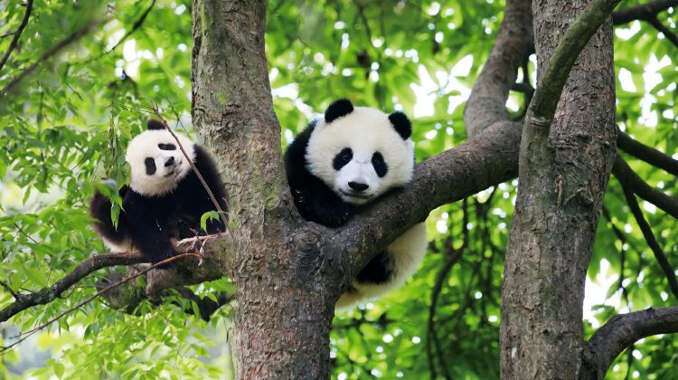 2D1N · Group Tours · Panda Encounter Tour: Round-trip High-speed Trains & Hiking at Leshan Giant Buddha