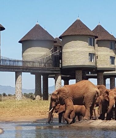 3D2N • 3 Days 2 Nights Safari to Saltlick Lodge from Nairobi