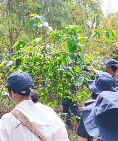 2D1N • Sumatra Coffee Tour
