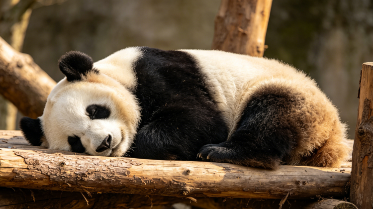 6-Day Chengdu + Chongqing Private Tours: Panda, Sichuan Opera, Sanxingdui Museum, Hongya Cave, Chongqing Two Rivers Cruise | 5-star Hotel | Comfortable Vehicles