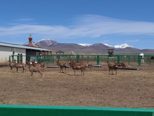 若尔盖热尔部落梅花鹿生态园旅行图片 1