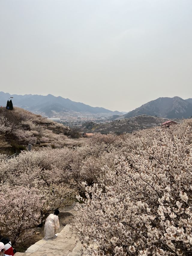 崂山大崂樱桃谷旅行图片 3