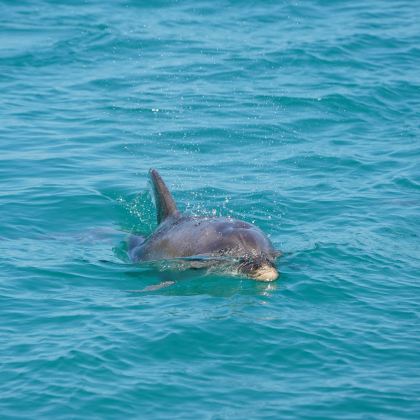 澳大利亚墨尔本+悉尼+Mill Bay Boardwalk+Raymond Island+杰维斯湾+凯阿马喷水孔+蓝色海洋路+卧龙岗市+杰维斯湾观鲸游船7日6晚私家团