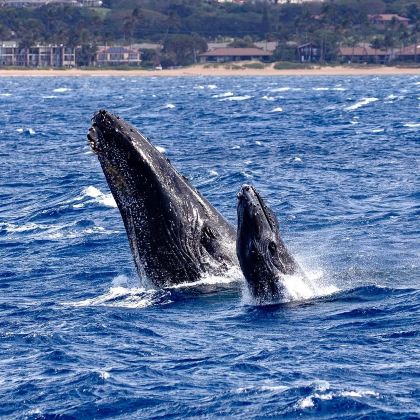 库克山+特卡波湖+皇后镇+瓦纳卡+蒂阿瑙12日9晚私家团