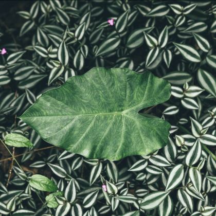 保亭4日3晚私家团