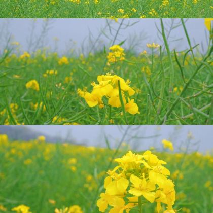 福州+莆田+湄洲岛5日4晚私家团