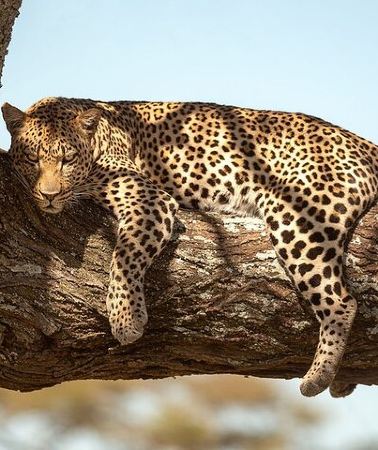 5D4N • 5 Days Best of Tanzania Luxury Safari Northern Circuit