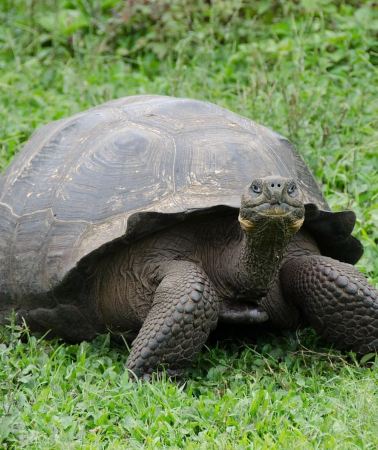 4D3N • Galapagos: 4-Day Santa Cruz Tour with Island-Hopping