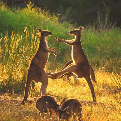 澳大利亚悉尼5日4晚私家团