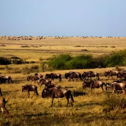 肯尼亚+坦桑尼亚12日10晚私家团