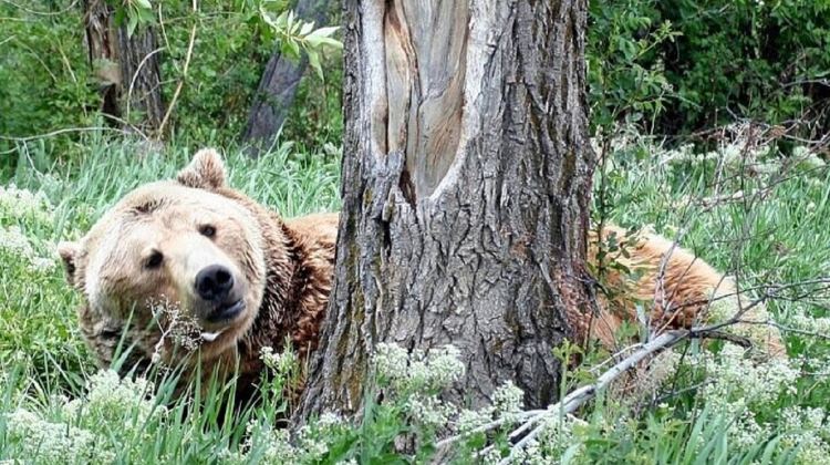 5-Day Yellowstone National Park Small Group Tour from Salt Lake City · Jackson, Grand Teton, Yellowstone Bear World and Temple Square