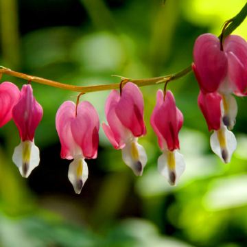 洛阳+老君山景区+龙门石窟+白马寺+登封少林寺4日3晚私家团