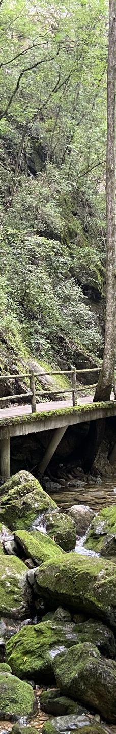 牛背梁国家森林公园-柞水