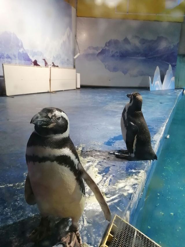 邯郸·海洋世界旅行图片 2