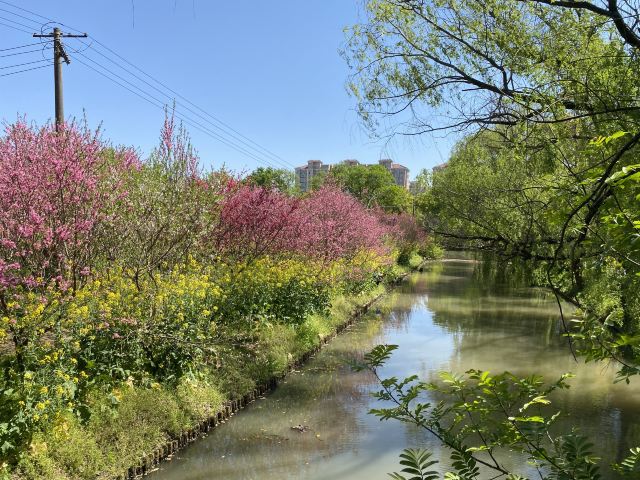 上海南汇桃花村旅行图片 2