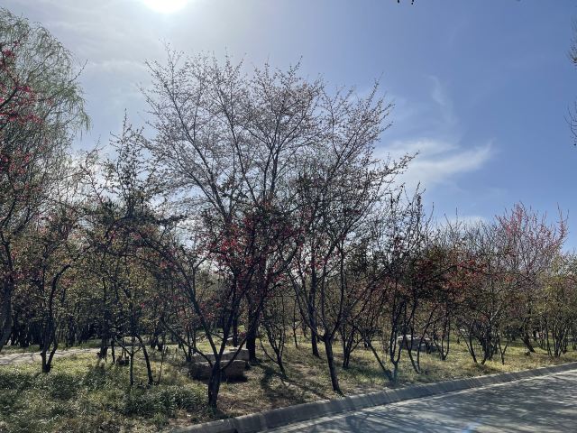 石家庄植物园旅行图片 3