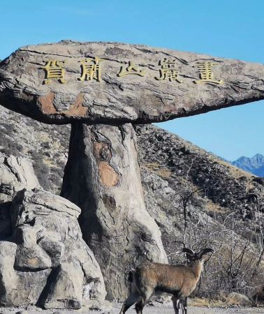 6D5N • Ningxia Yinchuan and Zhongwei family trip: No. 7-star tent hotel, kid-friendly activities, and a full day of fun