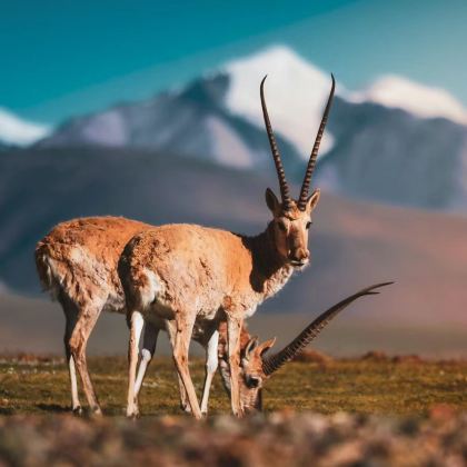 西宁+格尔木+可可西里国家级自然保护区+敦煌+张掖10日9晚私家团