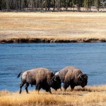 美国盐湖城+黄石国家公园3日2晚拼小团