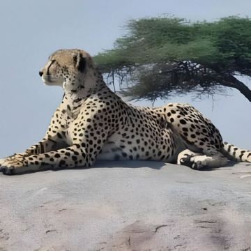 坦桑尼亚塞伦盖蒂国家公园+塔兰吉雷国家公园+恩戈罗恩戈罗火山口6日5晚私家团