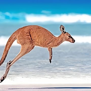 澳大利亚悉尼+珀斯+新西兰北岛13日11晚拼小团