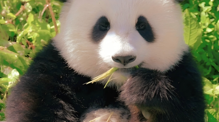 Chengdu + Chongqing