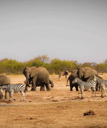 3D2N • Hwange National Park Safari from Victoria Falls (2 Nights)