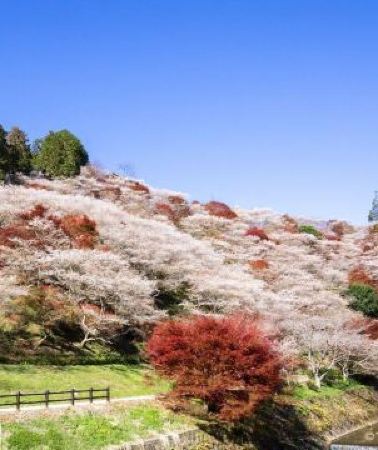 6日5晚 • 北陸秋意濃 6天美景之旅 賞紅葉名所(「日本三大名園」兼六園、「世界文化遺產」白川鄉合掌村、大矢田神社〜紅葉谷、「國寶名城」犬山城、德川園+名花之里/小原四季櫻)、1晚溫泉酒店