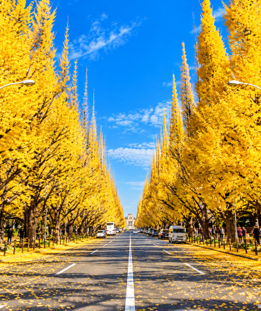 5D4N • Japan: Tokyo, Mount Fuji, Hakone, and Izu, available only during autumn foliage season