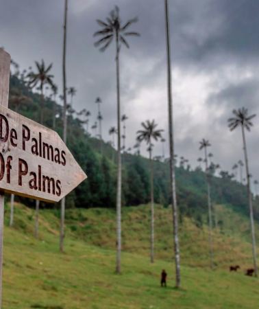 5D4N • 5-Day Quindío Coffee Region Experience with Cocora Valley