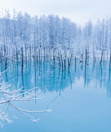 5天4晚 • 「北海道狗拉雪橇」札幌＋十勝川＋旭岳纜車＋白金青池＋旭山北極熊企鵝＋美瑛玩雪＋藻岩山夜景