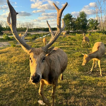 盐城中华麋鹿园+荷兰花海+东晋水城+安徒生童话乐园5日4晚私家团