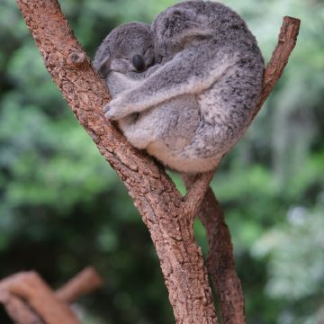 澳大利亚11日8晚私家团