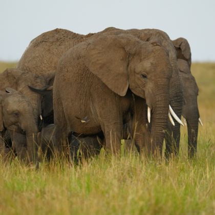 肯尼亚+坦桑尼亚10日9晚跟团游