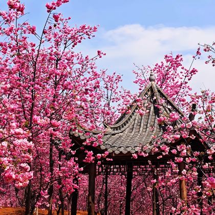 云南昆明+东川红土地+罗平+弥勒+蒙自+个旧+元阳+建水+抚仙湖7日6晚跟团游