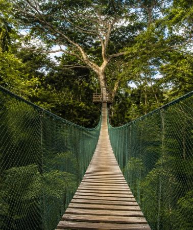 2D1N • Puerto Maldonado: 2 Day Amazon Trip with Canopy Bridges