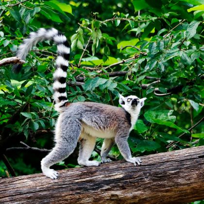 马达加斯加7日5晚私家团