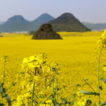 昆明+抚仙湖+建水+元阳+蒙自+普者黑风景区+弥勒+罗平7日6晚拼小团