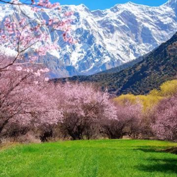 林芝+雅鲁藏布大峡谷+巴松措+波密桃花沟+来古冰川5日4晚拼小团