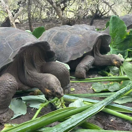 厄瓜多尔基多+加拉帕戈斯省10日8晚拼小团