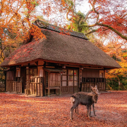 日本奈良市4日3晚私家团